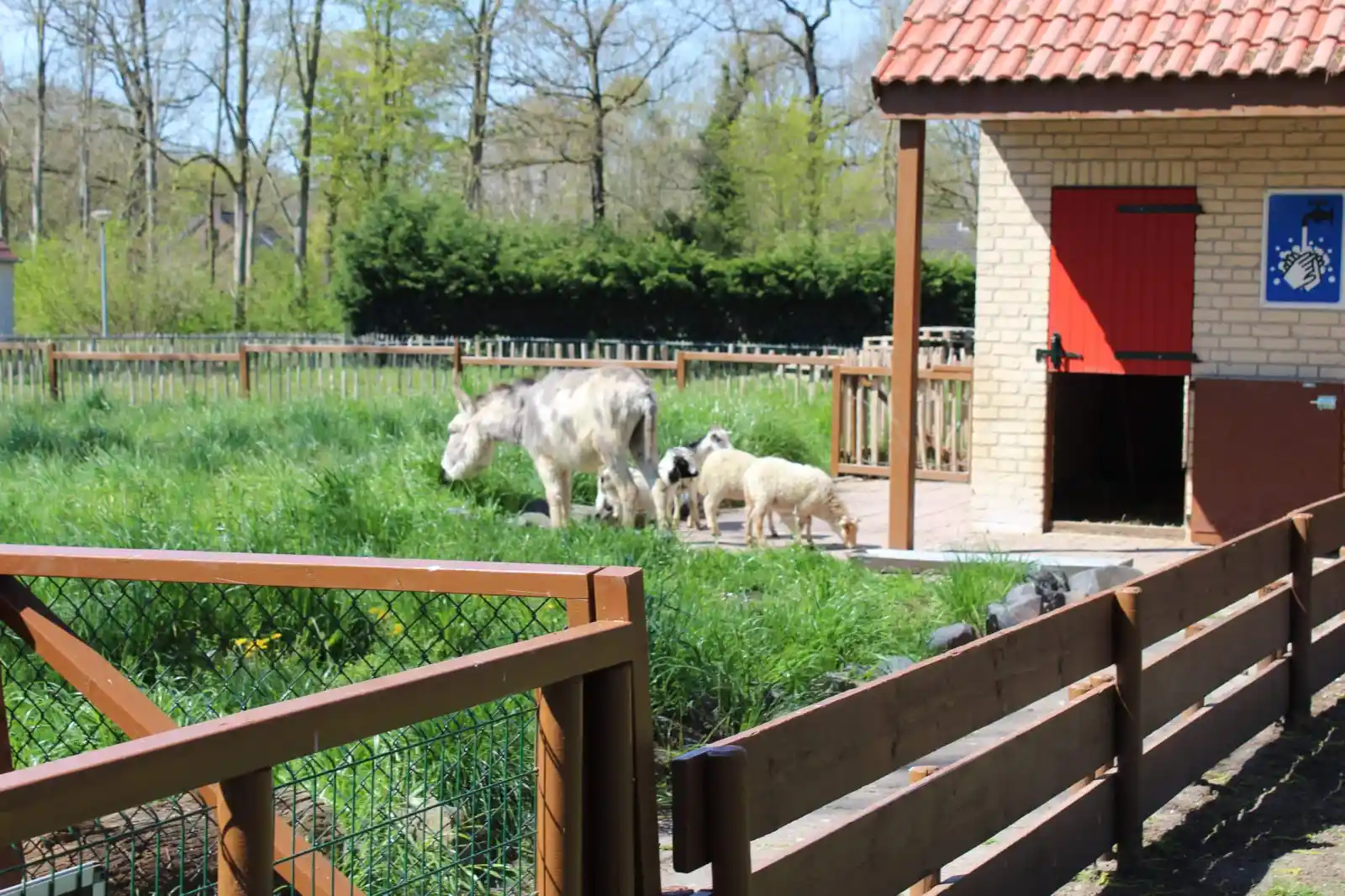 Childrens Petting Zoo