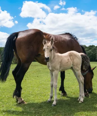 Nearby - the new Forest